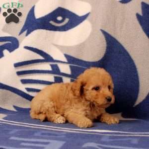 Ulani, Mini Goldendoodle Puppy